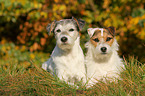 2 Parson Russell Terrier