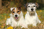 2 Parson Russell Terrier