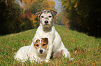 2 Parson Russell Terrier