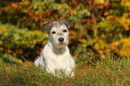 lying Parson Russell Terrier