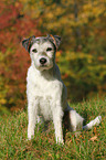 sitting Parson Russell Terrier