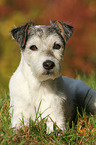 lying Parson Russell Terrier