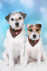 Jack & Parson Russell Terrier