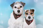 Jack & Parson Russell Terrier