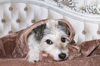 lying Parson Russell Terrier
