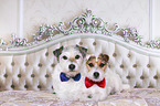 Jack & Parson Russell Terrier