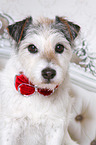 Parson Russell Terrier Portrait