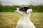 Parson Russell Terrier Portrait