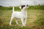 young Parson Russell Terrier
