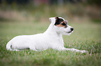 lying Parson Russell Terrier