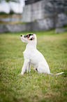 sitting Parson Russell Terrier