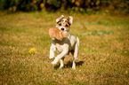 running Parson Russell Terrier