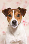 Parson Russell Terrier Portrait