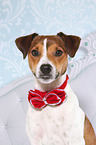 Parson Russell Terrier Portrait