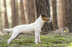 standing Parson Russell Terrier