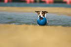 playing Parson Russell Terrier