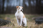 sitting Parson Russell Terrier