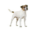 Parson Russell Terrier in front of white background