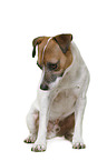 Parson Russell Terrier in front of white background