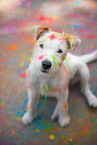 Parson Russell Terrier