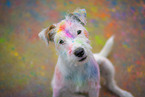 Parson Russell Terrier