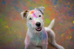 Parson Russell Terrier