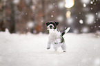 Parson Russell Terrier in the snow