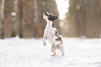 Parson Russell Terrier in the snow