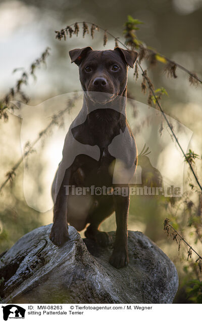 sitzender Patterdale Terrier / sitting Patterdale Terrier / MW-08263