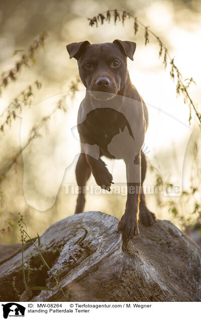 stehender Patterdale Terrier / standing Patterdale Terrier / MW-08264