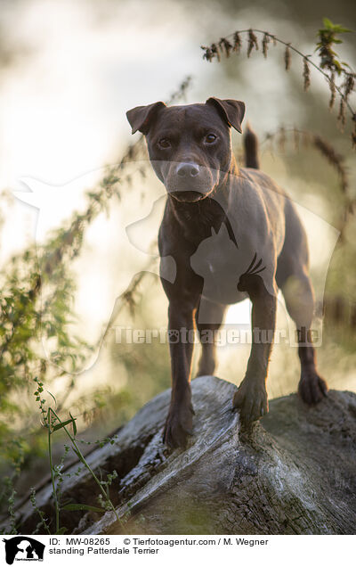 stehender Patterdale Terrier / standing Patterdale Terrier / MW-08265