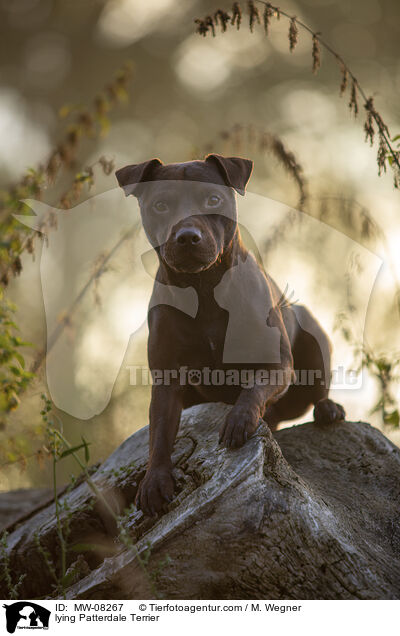 liegender Patterdale Terrier / lying Patterdale Terrier / MW-08267