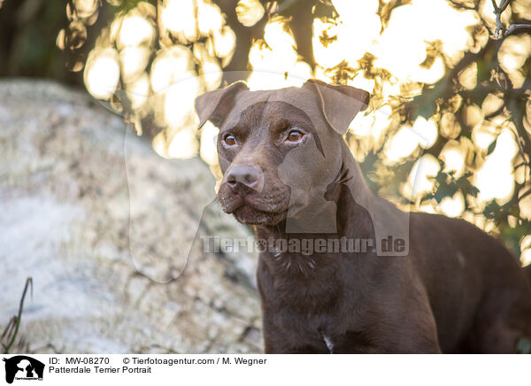 Patterdale Terrier Portrait / Patterdale Terrier Portrait / MW-08270