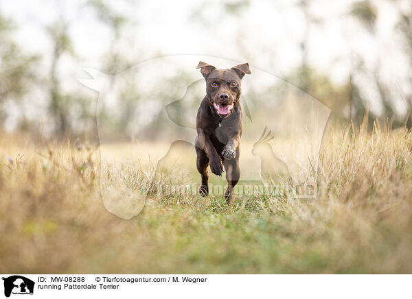 rennender Patterdale Terrier / running Patterdale Terrier / MW-08288