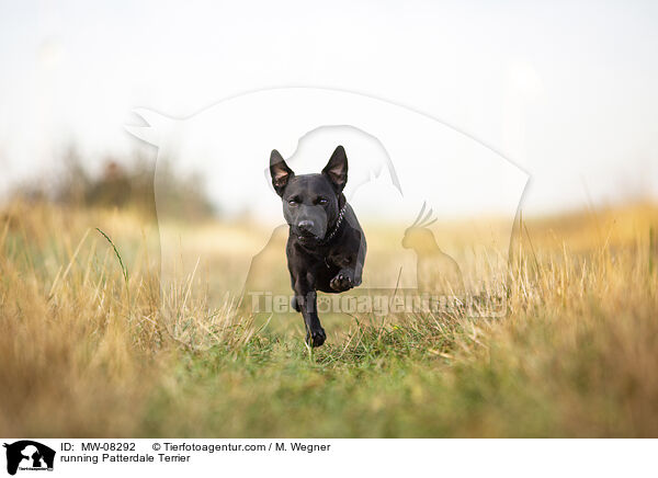 rennender Patterdale Terrier / running Patterdale Terrier / MW-08292