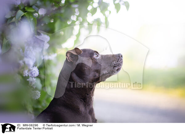 Patterdale Terrier Portrait / Patterdale Terrier Portrait / MW-08296