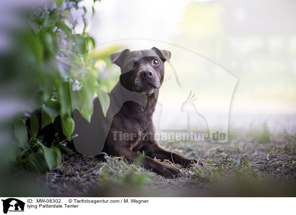 liegender Patterdale Terrier / lying Patterdale Terrier / MW-08302