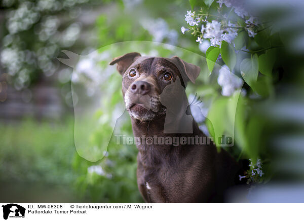 Patterdale Terrier Portrait / Patterdale Terrier Portrait / MW-08308