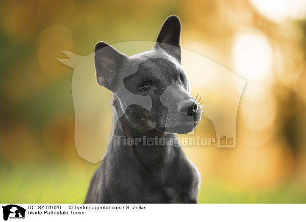 blinder Patterdale Terrier / blinde Patterdale Terrier / SZ-01020