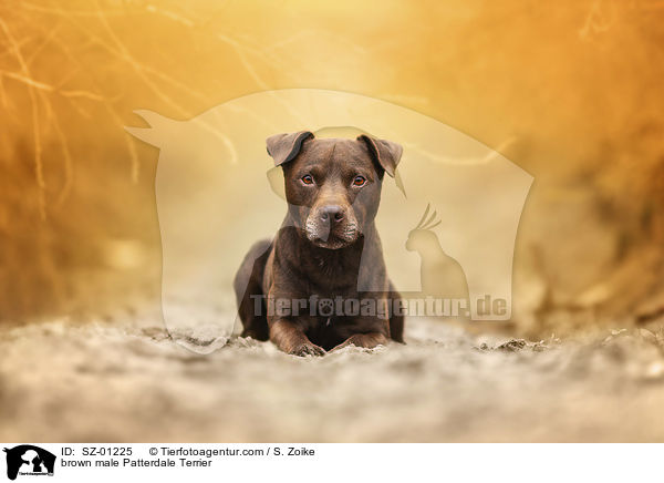 brauner Patterdale Terrier Rde / brown male Patterdale Terrier / SZ-01225