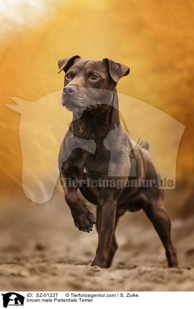 brauner Patterdale Terrier Rde / brown male Patterdale Terrier / SZ-01227