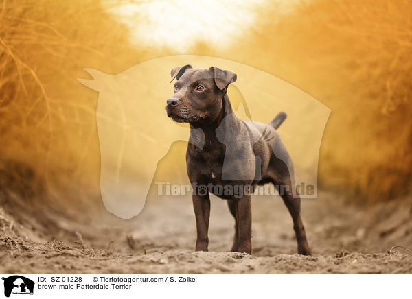 brauner Patterdale Terrier Rde / brown male Patterdale Terrier / SZ-01228