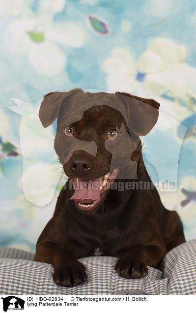 liegender Patterdale Terrier / lying Patterdale Terrier / HBO-02834