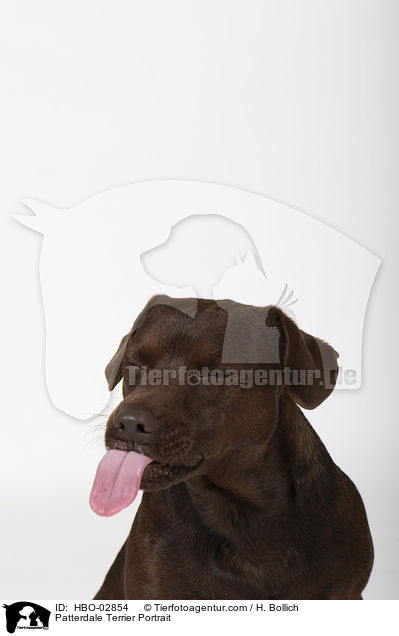 Patterdale Terrier Portrait / Patterdale Terrier Portrait / HBO-02854