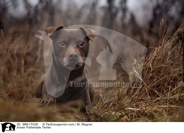 brauner Patterdale Terrier / brown Patterdale Terrier / MW-17026