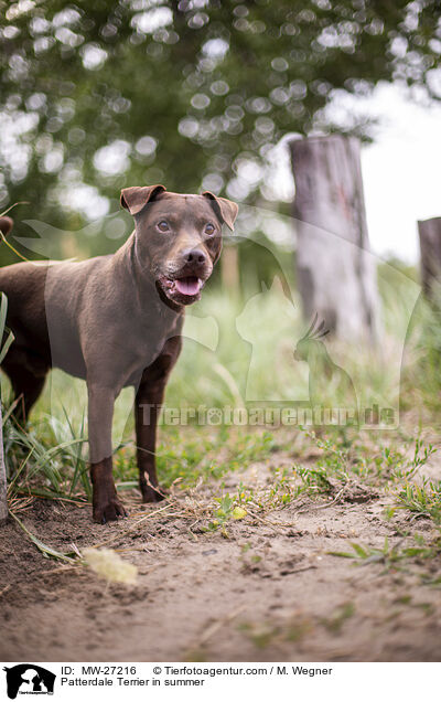 Patterdale Terrier im Sommer / Patterdale Terrier in summer / MW-27216