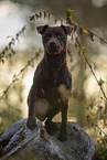 sitting Patterdale Terrier