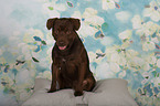 sitting Patterdale Terrier