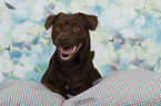 lying Patterdale Terrier