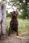 Patterdale Terrier in summer